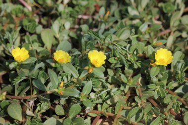 Sarı Pusley çiçek