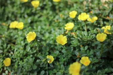 Sarı Pusley çiçek