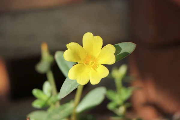 Yellow Pusley flower — Stock Photo, Image