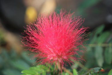 pembe kırmızı toz puf