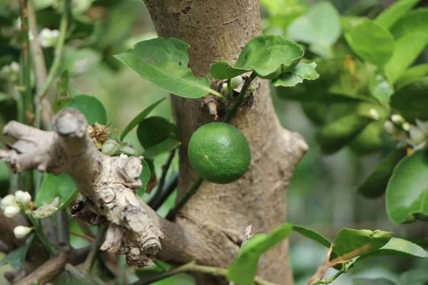 Зелений лимон на дереві — стокове фото