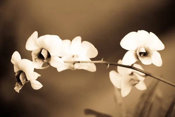 Flor de orquídeas amarillas — Foto de Stock