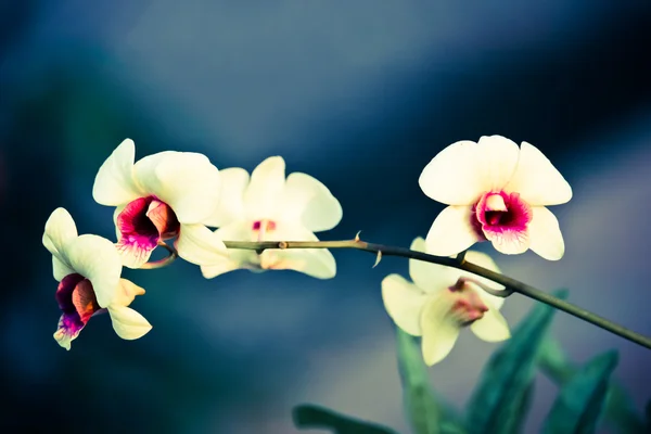 Gelbe Orchideenblüte — Stockfoto