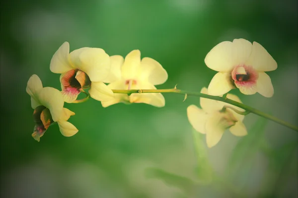 Yellow orchids flower — Stock Photo, Image