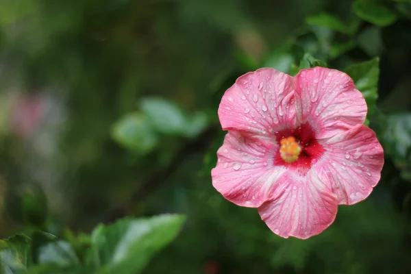 Ροζ άνθος ιβίσκου — Φωτογραφία Αρχείου