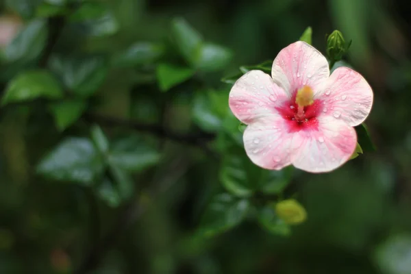 Flor rosa de hibisco — Foto de Stock