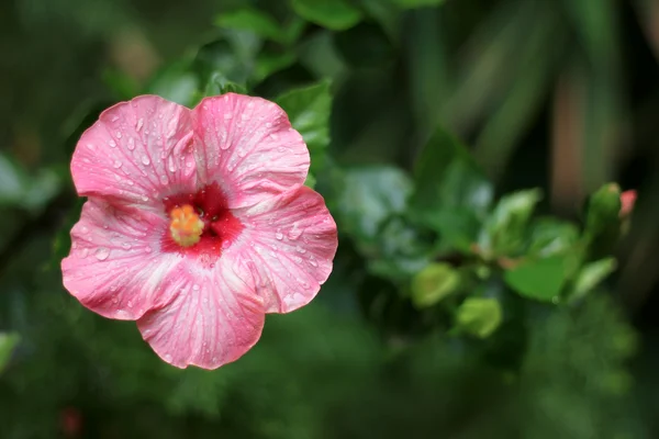 Růžový ibiškový květ — Stock fotografie