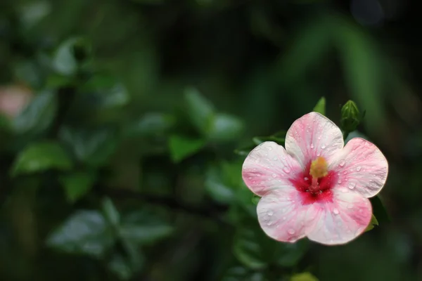 Flor rosa de hibisco —  Fotos de Stock