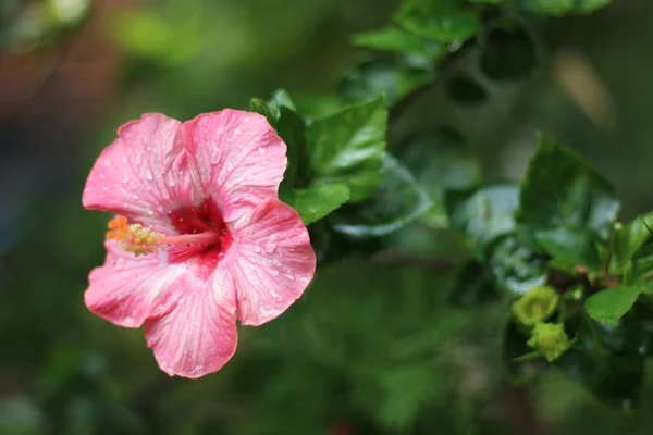 Flor de Hibisco rosa — Fotografia de Stock