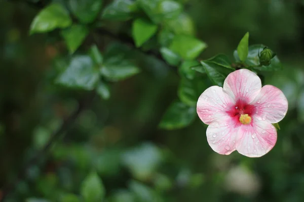 Flor de Hibisco rosa — Fotografia de Stock