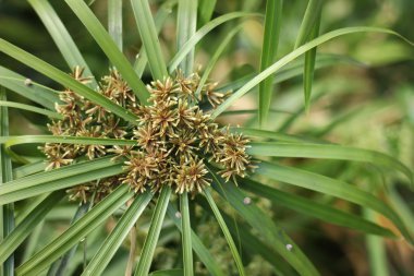 Papirüs ağacı yakın çekim.