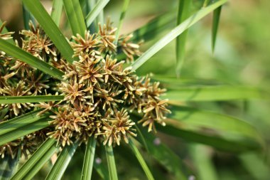 Papirüs ağacı yakın çekim.