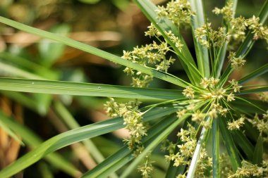 Papirüs ağacı yakın çekim.