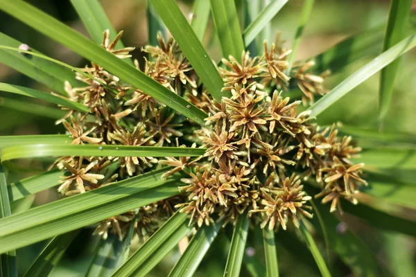 Fechar de Papiro árvore . — Fotografia de Stock