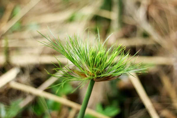 Close up van Papyrus boom. — Stockfoto