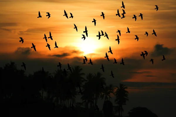 Pájaro sobre el mar por la mañana — Foto de Stock