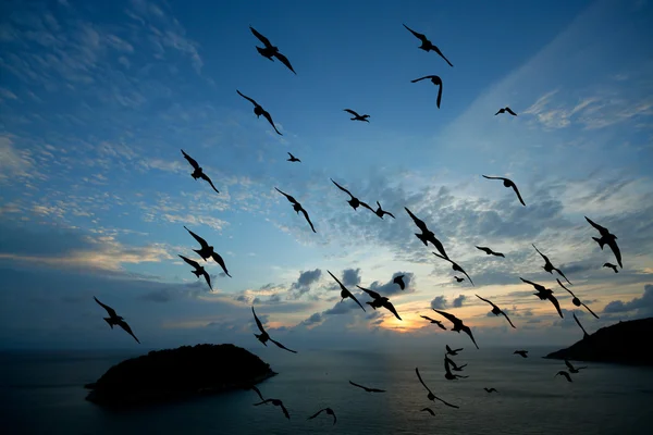 Pták nad mořem na ranní čas — Stock fotografie