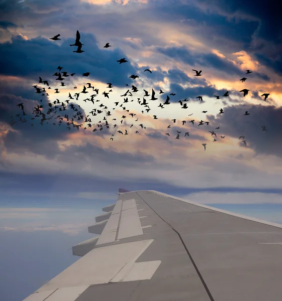 Vista da nuvem e das aves da asa do avião — Fotografia de Stock