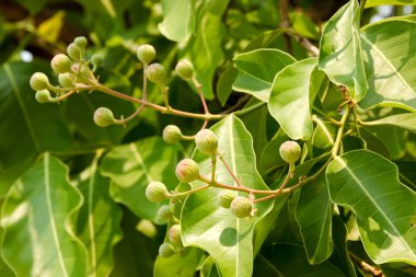 pembe çiçekler tabebuia rosea çiçeği