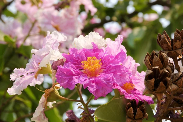 Flores rosadas Tabebuia rosea blossom —  Fotos de Stock
