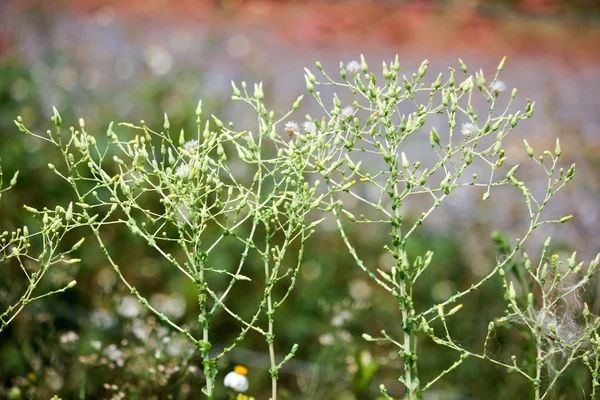 Close up de flor de salada velha — Fotografia de Stock