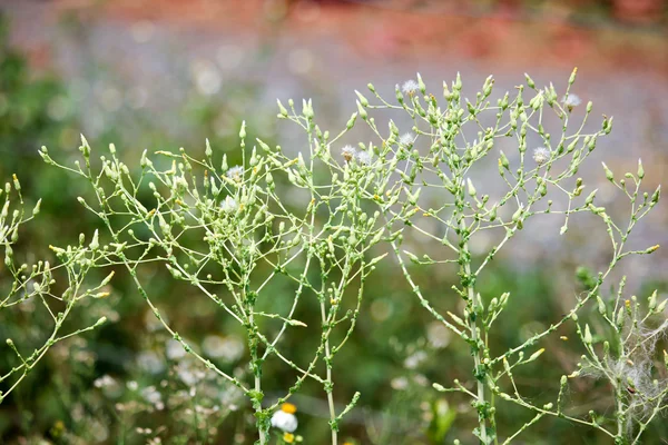 Close up de flor de salada velha — Fotografia de Stock