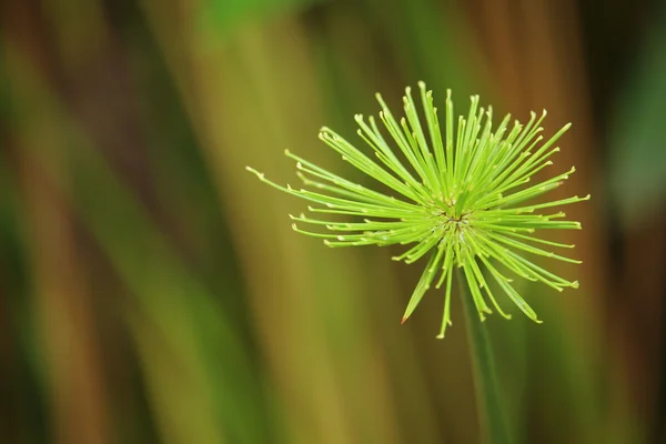 Árbol de papiro verde — Foto de Stock