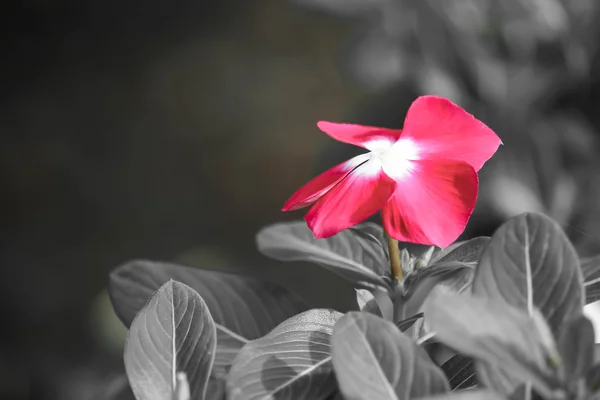 Catharanthus roseus flor — Foto de Stock