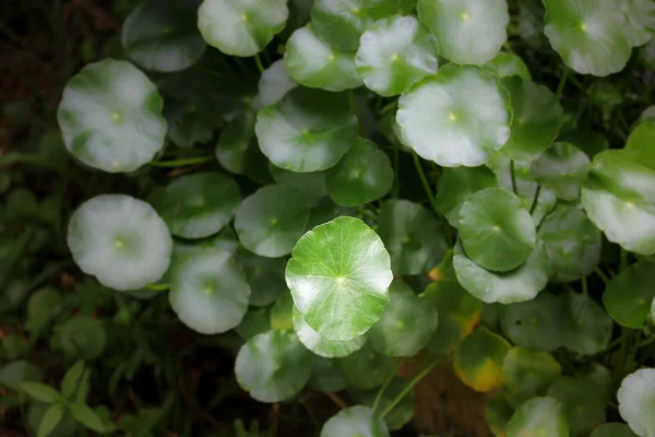 Gros plan sur Gotu kola tree — Photo