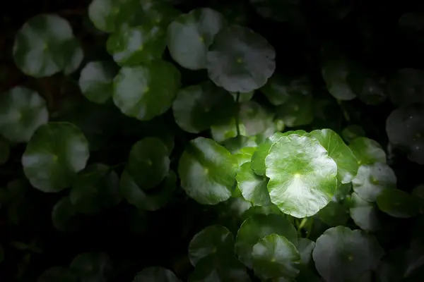 Nahaufnahme von gotu kola tree — Stockfoto