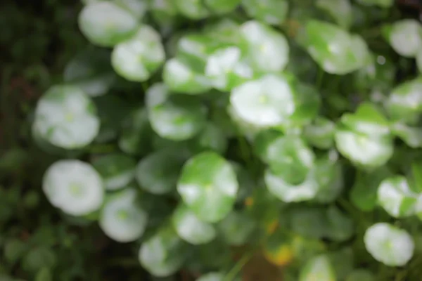 Gotu 콜라 나무의 — 스톡 사진