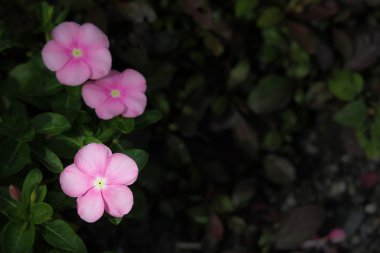  Yumuşak pembe Catharanthus çevresi çiçek
