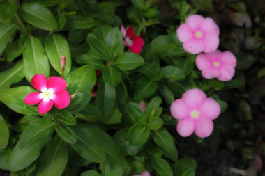 Yumuşak pembe Catharanthus çevresi çiçek