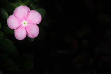  Yumuşak pembe Catharanthus çevresi çiçek