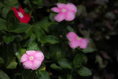  Yumuşak pembe Catharanthus çevresi çiçek
