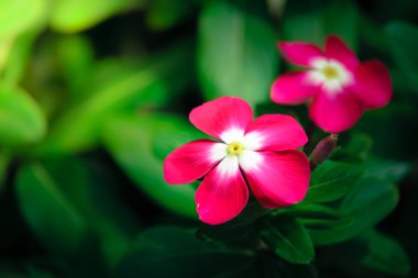  Pembe Catharanthus çevresi çiçek