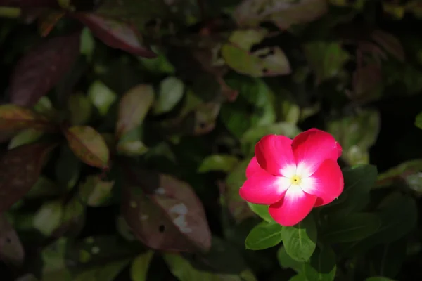 Rosa flor de cataranto rosado —  Fotos de Stock