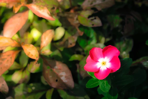 Ροζ λουλούδι Catharanthus roseus — Φωτογραφία Αρχείου