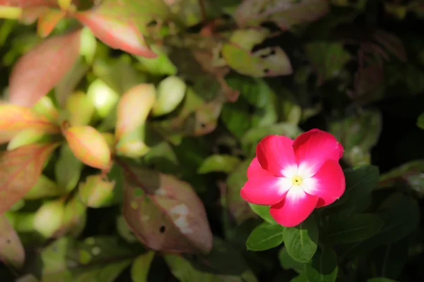 Pembe Catharanthus çevresi çiçek — Stok fotoğraf