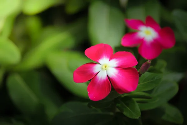 Rosa flor de cataranto rosado — Foto de Stock