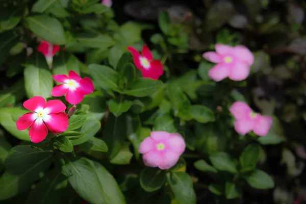 ピンクのニチニチソウ ニチニチソウの花 — ストック写真