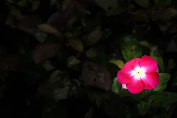 Rosa cataranthus roseus flor — Fotografia de Stock