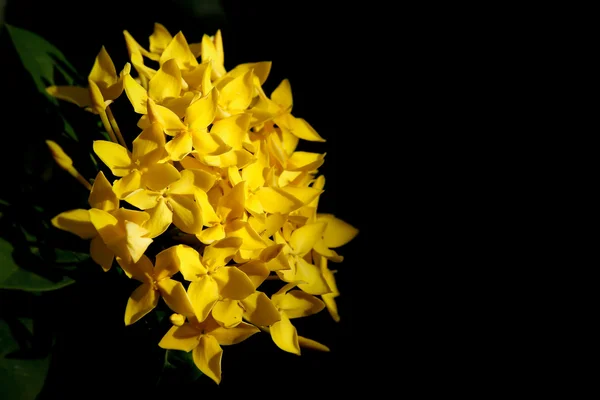 Flor de plumeria amarela — Fotografia de Stock