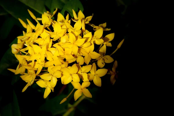 Sarı plumeria çiçek — Stok fotoğraf