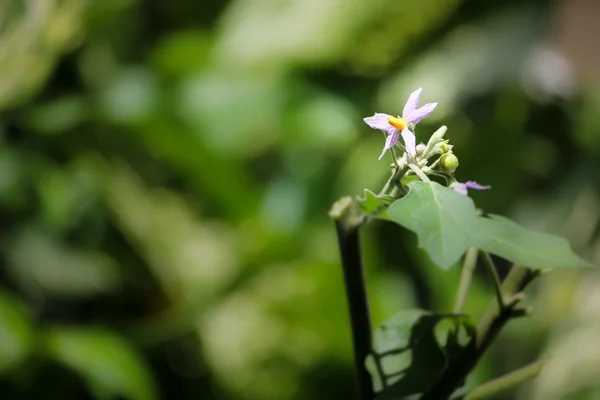 茄子の木の花 — ストック写真