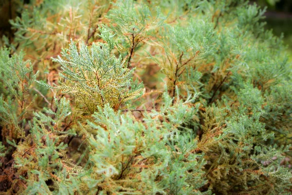 Närbild av tallar — Stockfoto