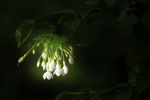 Wrightia Religiosa Benth blommor — Stockfoto