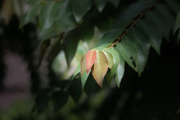 스타 베리의 붉은 잎 — 스톡 사진