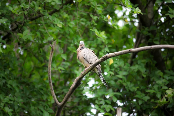 木の枝に座っている鳩 — ストック写真