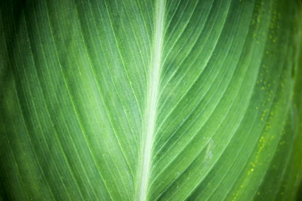 Folha de flor de Canna amarelo — Fotografia de Stock